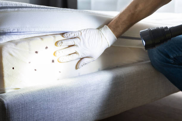 Best Mosquito Control Services  in West Canton, NC